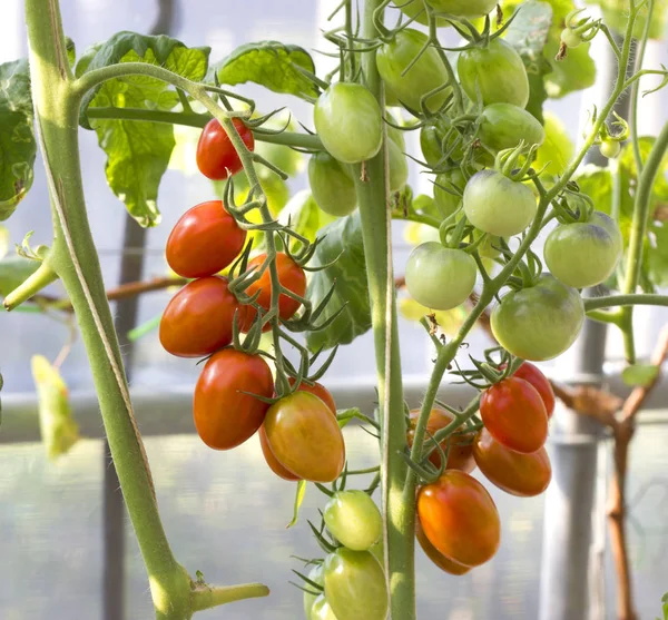 Mogna naturliga tomater som växer — Stockfoto
