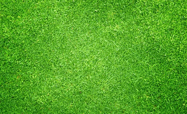 Green grass background — Stock Photo, Image