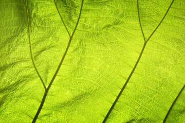 Arkaplan için soyut yeşil yaprak dokusu