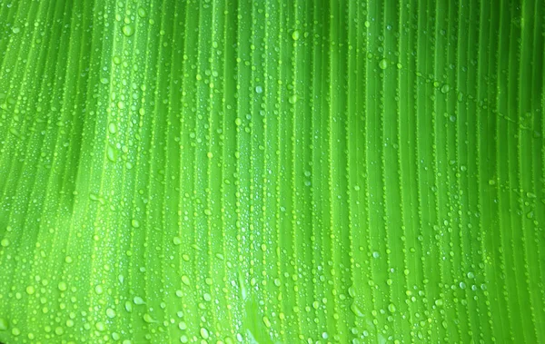 Fondo de hojas verdes frescas —  Fotos de Stock