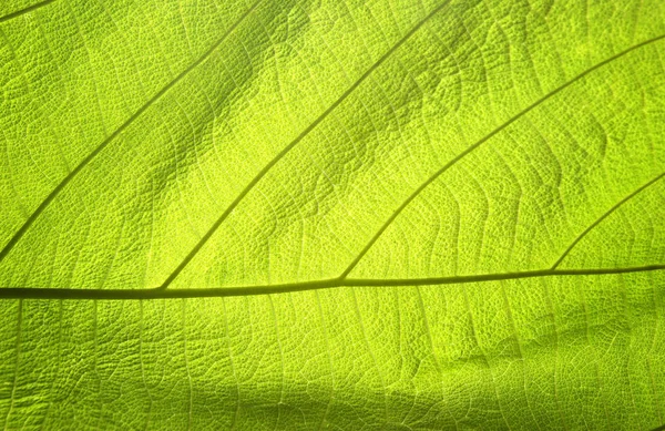 Abstract green leaf texture for background — Stock Photo, Image