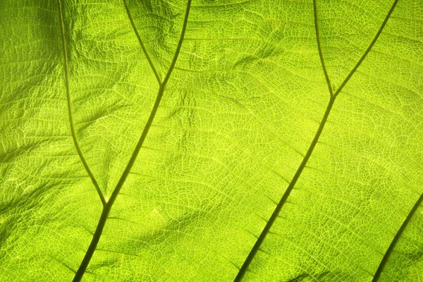 Abstract green leaf texture for background — Stock Photo, Image