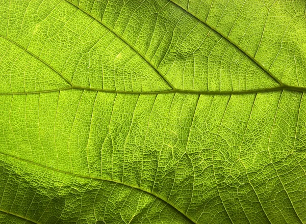 Абстрактная текстура зеленого листа для фона — стоковое фото