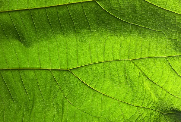 Texture abstraite de feuille verte pour le fond — Photo
