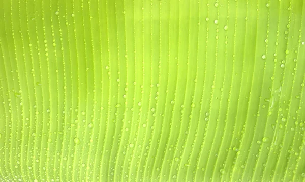Čerstvé zelené listy pozadí Banánové listy — Stock fotografie