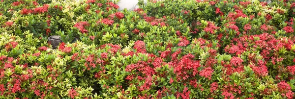 Hermosa flor de espiga roja flor —  Fotos de Stock