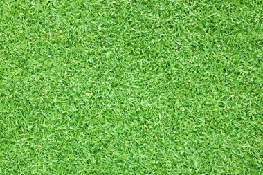 Yeşil çimen arka plan Güzel çimen