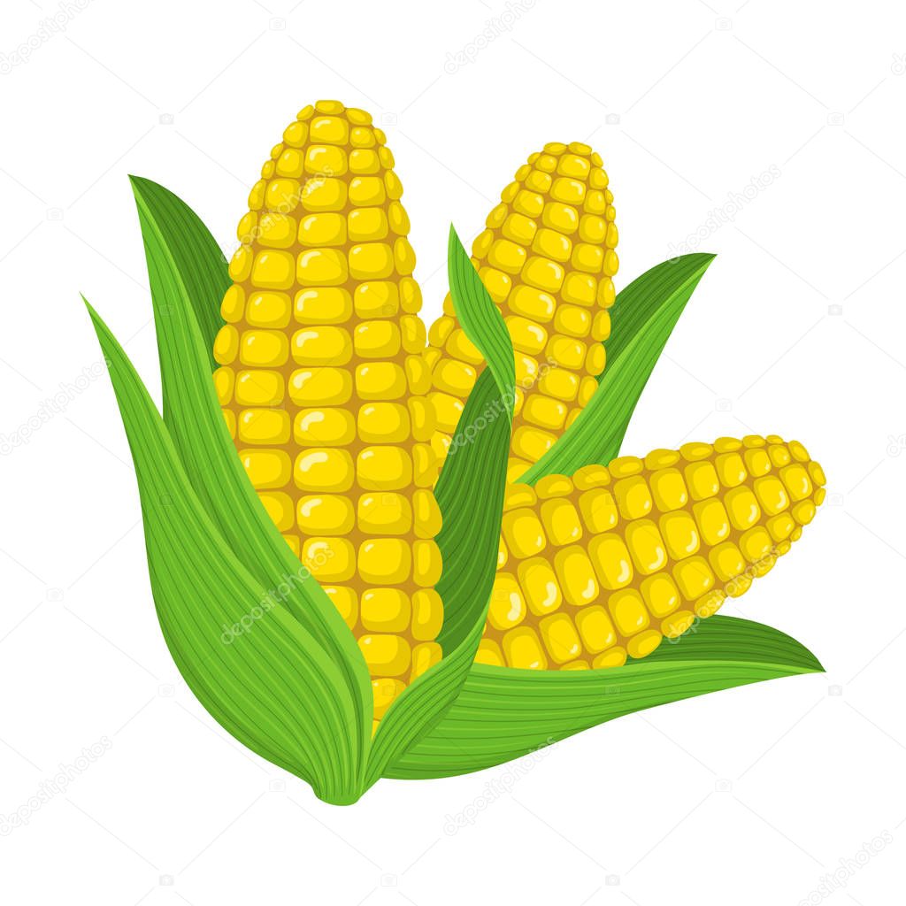 Fresh corn cob isolated on white background. Corn icon for market, recipe design, logo. Organic food. Cartoon style. Vector illustration for design.