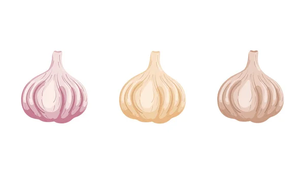 Set van garlics geïsoleerd op witte achtergrond. Biologisch voedsel. Cartoon stijl. Vector illustratie voorontwerp. — Stockvector