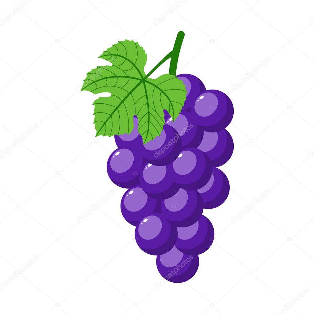 Purple grapes isolated on white background. Bunch of purple grapes with stem and leaf. Cartoon style. Vector illustration for any design.