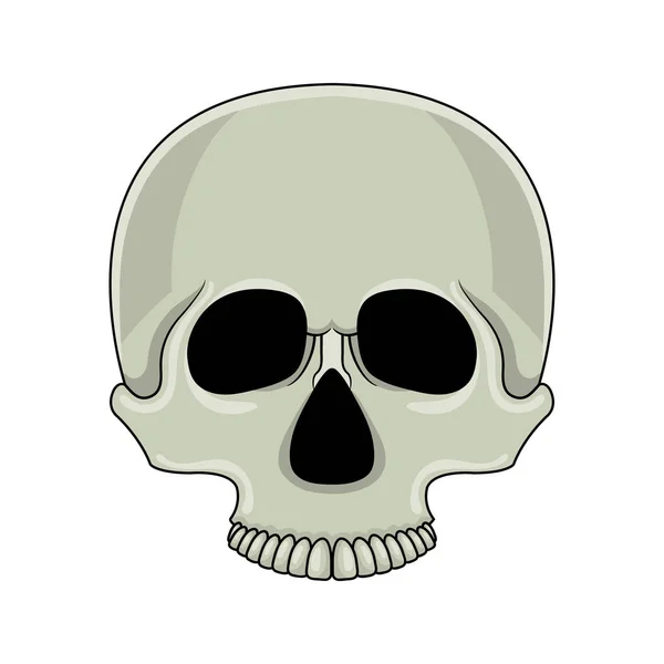 Skull isolated on white background. Cartoon human skull. Vector illustration for any design. — Stock Vector