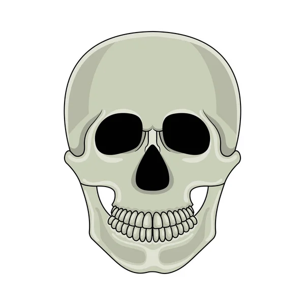 Crânio isolado sobre fundo branco. Crânio humano de desenhos animados com mandíbula. Ilustração vetorial para qualquer projeto . —  Vetores de Stock