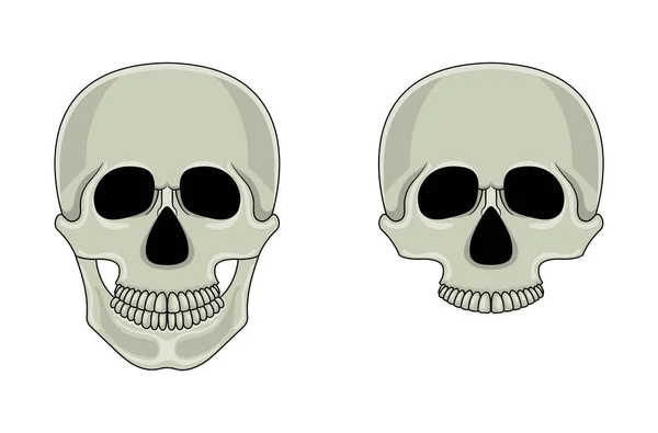 Teschio isolato su sfondo bianco. Cartone animato cranio umano con mascella. Illustrazione vettoriale per qualsiasi progetto . — Vettoriale Stock