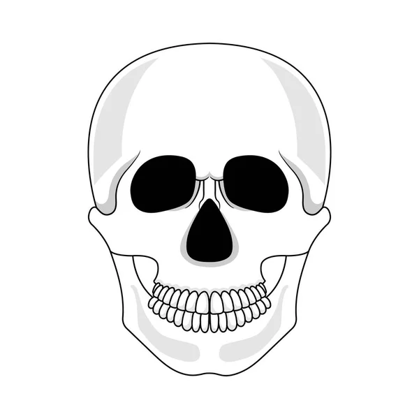 Crânio isolado sobre fundo branco. Crânio humano de desenhos animados com mandíbula. Ilustração vetorial para qualquer projeto . —  Vetores de Stock