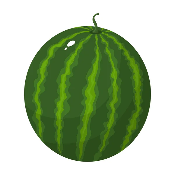Kartun berwarna seluruh semangka hijau diisolasi pada latar belakang putih. Kartun segar berries. Vektor ilustrasi untuk desain apapun . - Stok Vektor