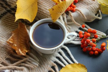 Natürmort, sonbahar sabah bir bardak çay ile. Sarı tarafından çevrili ekose bir arka plan üzerinde çay yaprakları, kırmızı kartopu çilek. Samimi sıcaklık, aile sıcaklığını, hafta sonu, sakin ol.