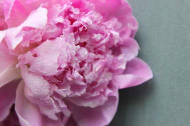 Pembe Şakayık.Koyu gri taş masa üzerinde büyük büyüleyici taze çiçek pion. Kopyalama alanı.