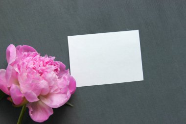 Pembe Şakayık.Koyu gri taş masa üzerinde büyük büyüleyici taze çiçek pion. Kopyalama alanı.
