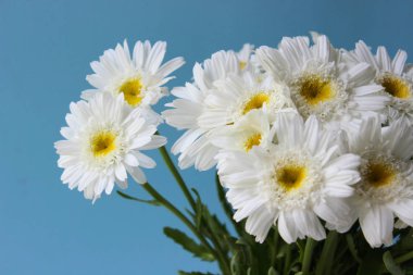 Mavi bulanık arka planda beyaz alan papatyabusu. Beyaz yaprakları ve sarı tabanca ile Çiçekler yakın çekim yumuşak odak ile fotoğraflandı. Yaz kompozisyonu. Kopyalama alanı.