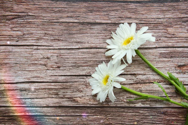 Verse Zomer Kamille Bloemen Een Lege Tag Bruin Geschilderde Houten — Stockfoto