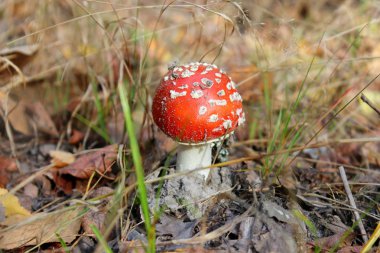Ormanda kırmızı sinek agaric. Amanita muscaria mantar ormanda yakın çekim fotoğraflandı.