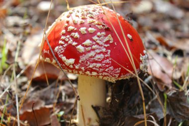 Ormanda kırmızı sinek agaric. Amanita muscaria mantar ormanda yakın çekim fotoğraflandı.