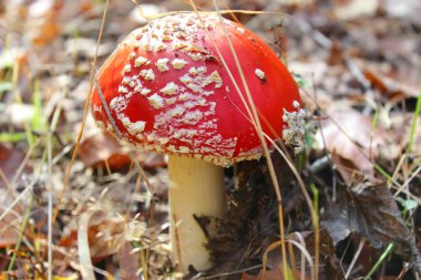 Ormanda kırmızı sinek agaric. Amanita muscaria mantar ormanda yakın çekim fotoğraflandı.