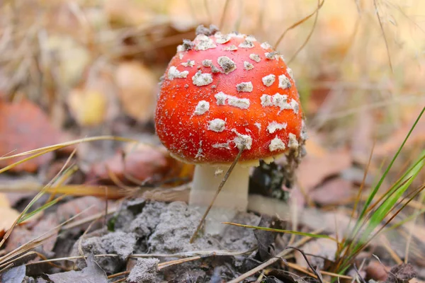 Red fly agaric in the forest. Amanita muscaria mushroom is photographed close-up in the forest.