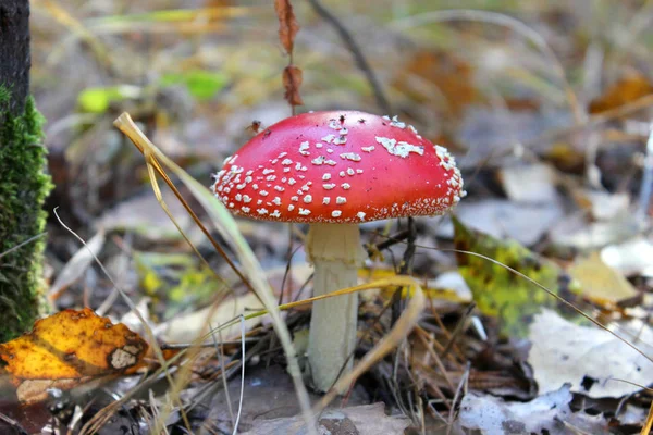 Red fly agaric in the forest. Amanita muscaria mushroom is photographed close-up in the forest.