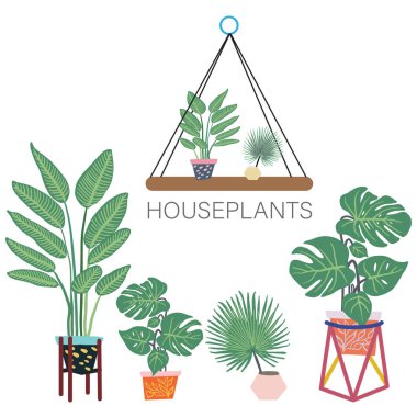 Çömlekteki tropik bitkiler. Houseplants dekor.