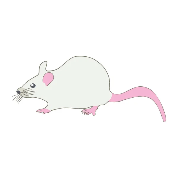 Félénk fekvő patkány, rózsaszín láb, fehér háttér. — Stock Vector