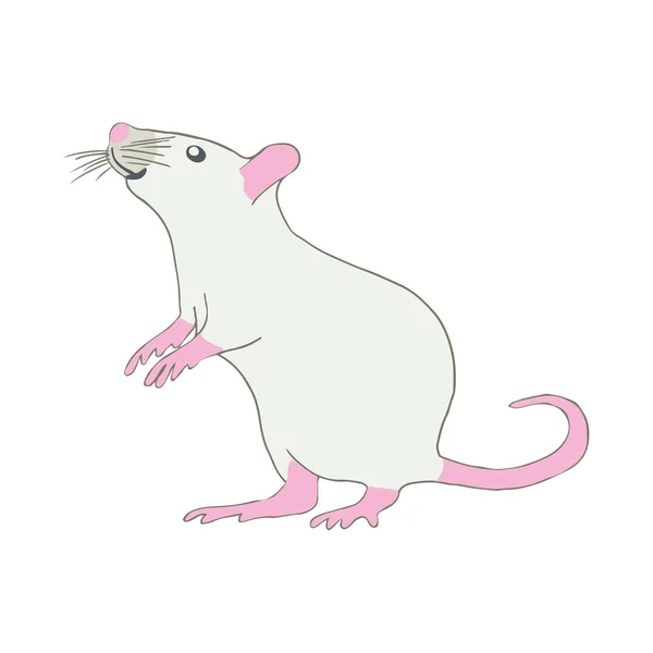 Curious rat with pink paws on white background.