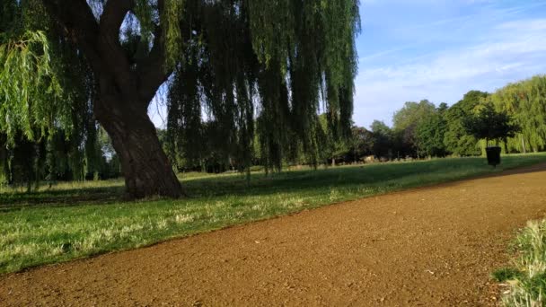 Green City Park Big Weeping Willow Tree Morning Sun Leaves — Stock Video