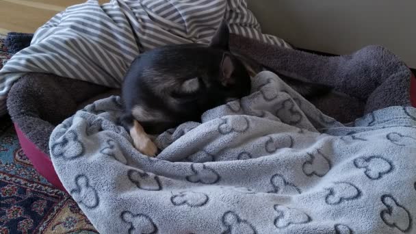 Чихуахуа Своей Спальной Зоне Многими Одеялами Счастливая Собака Готовится Сну — стоковое видео