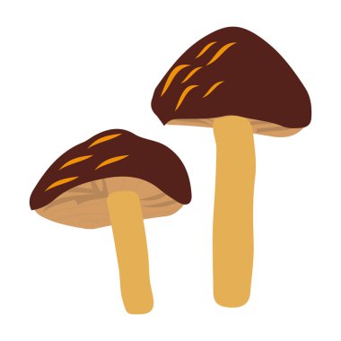 Kral trompet veya kral istiridye mantar