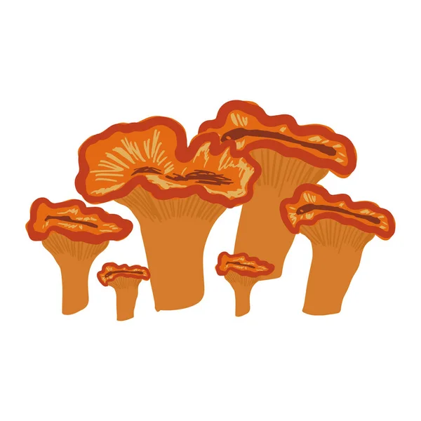 Omphalotus illudens, champignons de coupe orangée lumineux — Image vectorielle