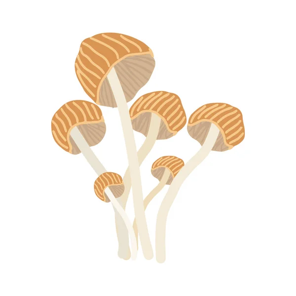 Champignon Enokitake sur blanc — Image vectorielle