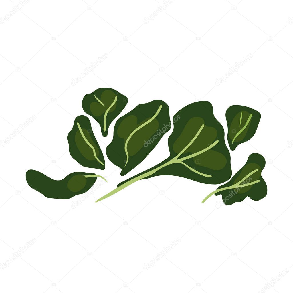 Green leaves salad illustration