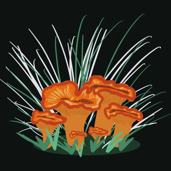 Illustration des champignons Chanterelle — Image vectorielle