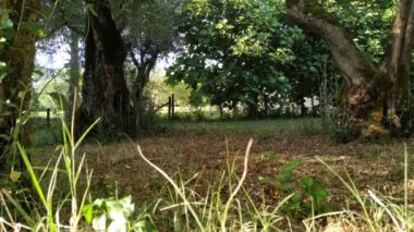 Zeytin Ağacı bahçesi. Zeytin ağaçları dalları doğal yetiştirme plantasyon.