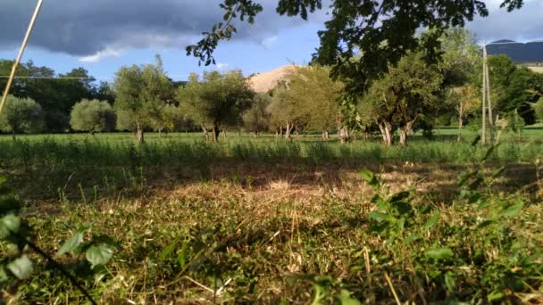 Olive Tree Plantation Olive Trees Branches — Stock Video