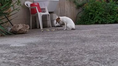 Kitttens köpekle oynuyor. Köpek yeme video 4k.