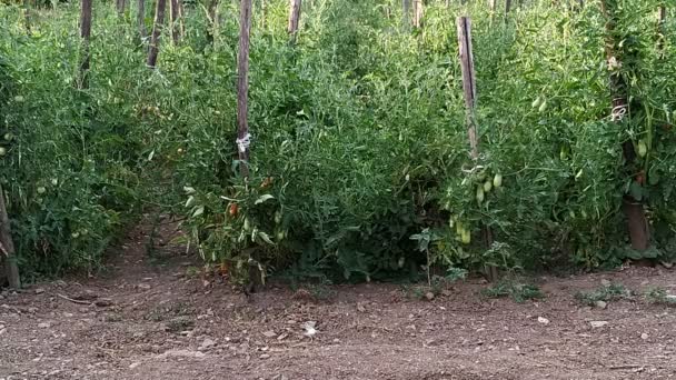 Jardín Tomates Ecológicos Tomates Naturales Cerca Concepto Agricultura Ecológica — Vídeos de Stock