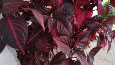 Güzel dev kırmızı yaprakları bitki coleus, plectranthus scutellarioides. Dekoratif kırmızı kadife coleus yaprakları ile Arka Plan.
