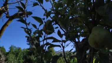 Genç elma ağacı. Ağaçtaki yeşil küçük elmalar. Elma ağacı dalı.