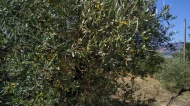 Olive Tree yakın çekim görüntüleri. Zeytin ağaçları büyüyor. Dalda zeytin.