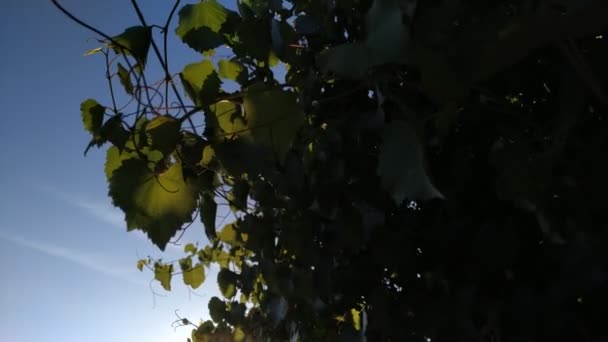 grüne Blätter der Linde, die von der Sonne beleuchtet werden. sonniger Tag Outdoor-Aufnahmen an Sommertagen.