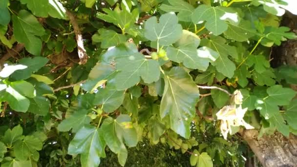 Árbol Lima Rama Tilo Con Hojas Verdes Material Primer Plano — Vídeo de stock