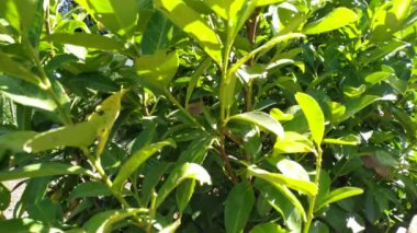 Yeşil yapraklar dal ve güneş ışınları ile. Yeşil yapraklar ağacı ile canlı doku.