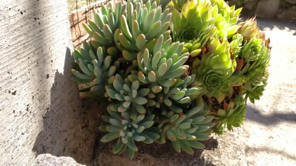 Beautiful Succulent Pot Sunny Day Outdoors Thick Green Leaves Potted — Stock Video